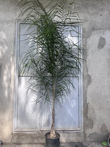 Palma Cocos Plumosa, Arecastrum Romanzoffianum, Pianta Vera in Vaso 28 cm, Altezza 250 cm