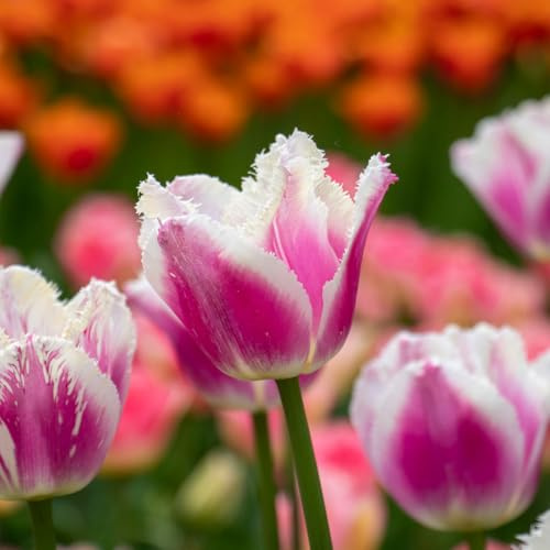 Tulpe Siesta | 10 Stück | Blumenzwiebel | Schnittblume | Rosa | Weiß | 100% Blütegarantie | QFB Gardening | Gefranst | Tulpenzwiebeln