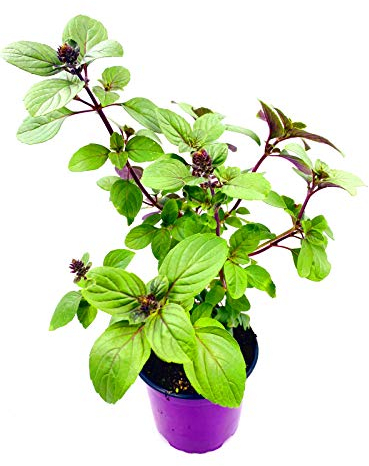 Kräuterpflanze FLORAPARTNER Strauchbasilikum African Blue Ocimum kiliman.x basilicum 4er Set