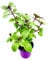 Kräuterpflanze FLORAPARTNER Strauchbasilikum African Blue Ocimum kiliman.x basilicum 4er Set