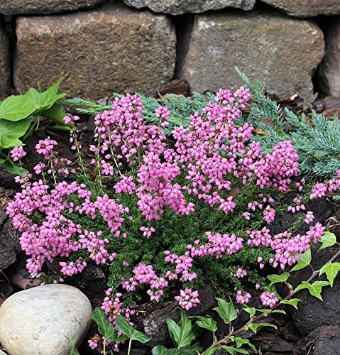 10x Grauheide Rosita - Erica cinerea - lebende Gartenpflanze aus den Baumschulen