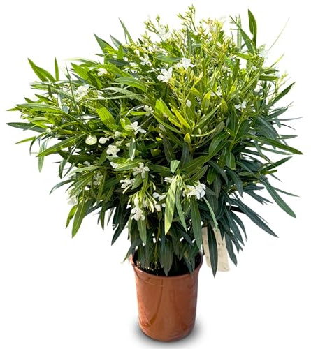 Sunny Tree - Pflanze - Oleander - Nerium Oleander - Farbe Weiß - Höhe 140-160 cm - Für draußen - Immergrün im Winter - Mediterrane Pflanze