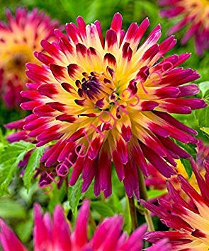 20 Stück Echte Dahlie Blumendahlie Samen (nicht Dahlienzwiebeln), Symbolisiert Mut und Glück, ausdauernde Bonsai Blumensamen Hausgarten 16