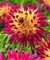 20 Stück Echte Dahlie Blumendahlie Samen (nicht Dahlienzwiebeln), Symbolisiert Mut und Glück, ausdauernde Bonsai Blumensamen Hausgarten 16