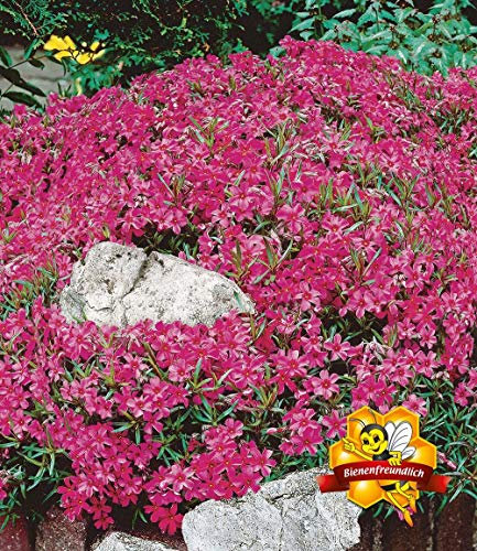 Ultrey Seed House - Scented Carpet Phlox Seeds Ground Cover Creeping Thyme Perennial Flowers Perennial Border Stone herb Flower Seeds Hardy Perennial