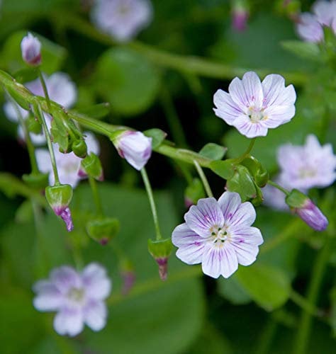 Sibirisches Tellerkraut - Montia sibirica - lebende Gartenpflanze aus den Baumschulen