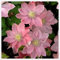 Clematis zwiebeln,Winterhart Mehrjährig pflanzen,clematis Onion,Clematis viticella,Clematis Waldrebe,clematis winterhart immergrün,clematis pflanzen,clematis große blüten.-10zwiebeln-E