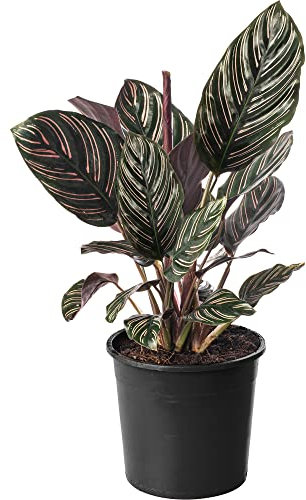 Calathea Ornata Large Indoor House Plant Real Evergreen Tall Big Rare Plants (30-40cm (Incl. Pot))
