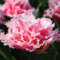 Tulpe Queensland | 7 Stück | Gefüllt | Spät Blühend | Gefranst | Rosa | Tulpenzwiebeln | Geeignet für Töpfe | Schnittblume