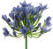 Kunstblume AGAPANTHUS ca 75 cm. Liebesblumen, Schmucklilie. BLAU -04