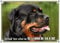 Petsigns Rottweiler Hundeschild Kopf - Metallschild wetterfest und uv beständig, DIN A4