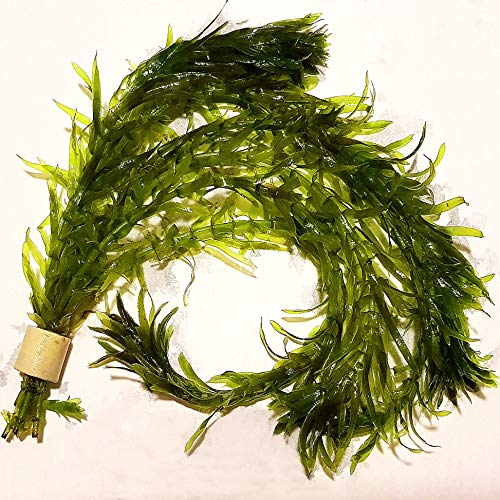 AquaLife UK 5X Elodea Densa from Outdoor Pond Oxygenating Aquarium Live Water Plant Weed Tank Tropical