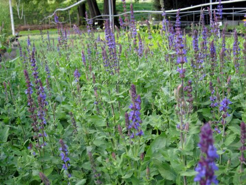 Staudenkulturen Wauschkuhn Salvia nemerosa 'Blaukönigin' - Salbei - Staude im 9cm Topf