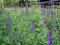 Staudenkulturen Wauschkuhn Salvia nemerosa 'Blaukönigin' - Salbei - Staude im 9cm Topf