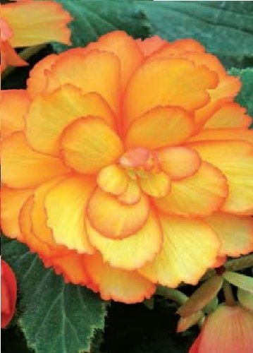 Just Seed - Flower - Begonia - Illumination Golden Picotee F1-10 Pelleted Seed - Pendula Type