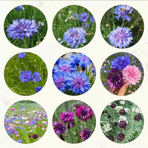 450 semillas de plantas de aciano - plantas resistentes para balcón aciano, Centaurea cyanus, flores silvestres de verano, regalos resistentes para los amantes del jardín, flores