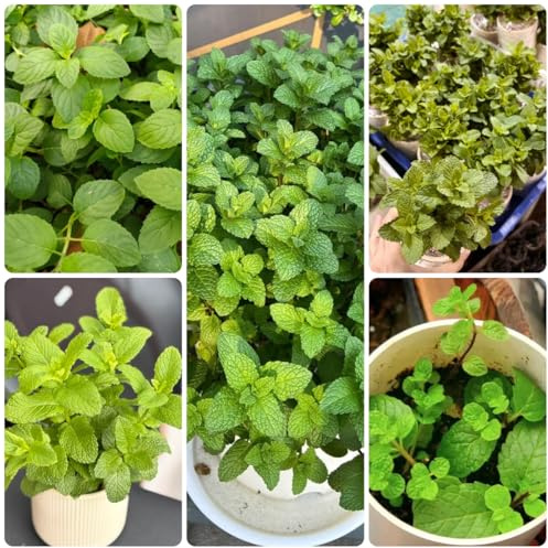 marokkanische minze kräutergarten spearmint winterharte kübelpflanzen, kräutergarten indoor seltene bio bodendecker 800samen
