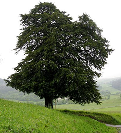 Müller Münchehof GmbH Baum des Jahres 1994 - Eibe im Container Größe 60 bis 70 cm