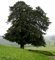 Müller Münchehof GmbH Baum des Jahres 1994 - Eibe im Container Größe 60 bis 70 cm