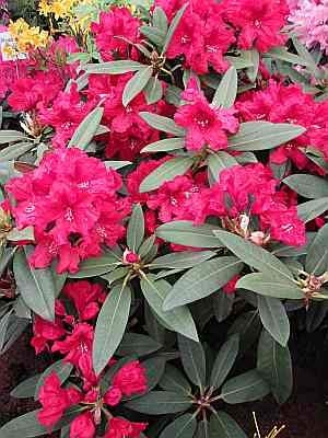 Rhododendron hybr. Rabatz ®