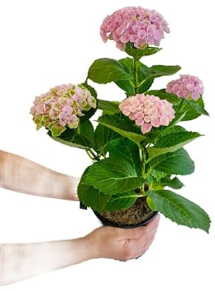 Hortensia Rosa Natural Planta Perfumada y Decorativa para el Jardín