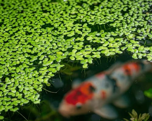 Garnelio Winterharte Schwimmpflanze für Gartenteich, Miniteich & Aquarium - Wasserlinsen Lemna Minor - Algenstop natürlich - Hervorragende Futterpflanze - Schnelle Vermehrung – 10 Stück