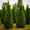 10 semi freschi di albero di tuia