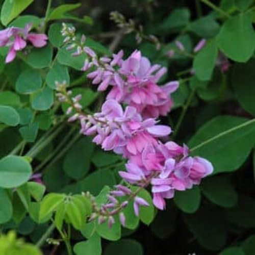 100 graines de fruits Indigofera roses fraîches et neuves