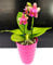 POWERS TO FLOWERS - ORCHIDEA PHALAENOPSIS LIODORO PROFUMATA IN VASO CERAMICA FUCSIA, pianta vera