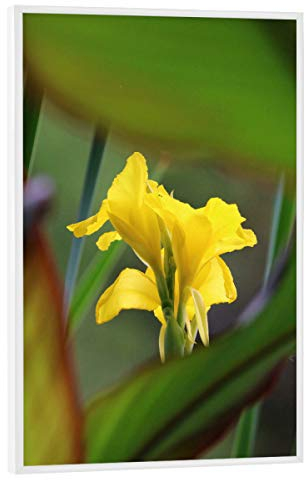 artboxONE Poster mit weißem Rahmen 75x50 cm Natur Gelbe Lilie Color - Bild Lilie blüte Closeup
