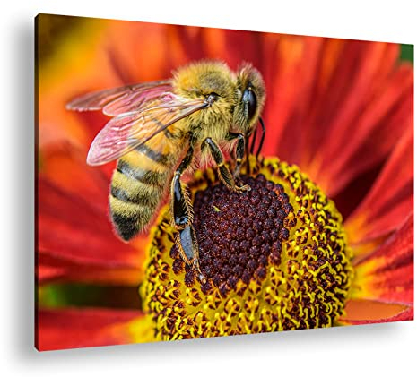 deyoli Biene beim Pollen sammeln Format: 120x80 als Leinwandbild, Motiv fertig gerahmt auf Echtholzrahmen, Hochwertiger Digitaldruck, Kein Poster oder Plakat