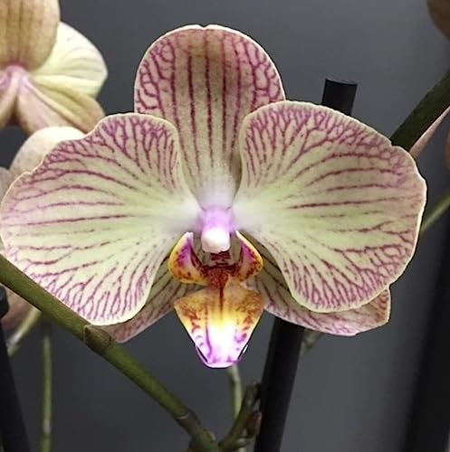 Real Live Phalaenopsis Orchid Varese 12Ø 55 cm 2stem Flow Flowering Plant