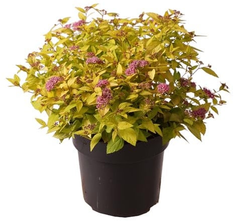 Goldgelber Spierstrauch, Spiraea japonica 'Goldflame', Zierstrauch, goldgelbes Laub, sommerblühend, pflegeleicht, Schnittstrauch