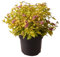 Goldgelber Spierstrauch, Spiraea japonica 'Goldflame', Zierstrauch, goldgelbes Laub, sommerblühend, pflegeleicht, Schnittstrauch
