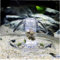 AMOYER Aquarium Kunststoff Klar Schneckenfalle Catcher Fish Tank Wurm Fangen Box-behälter-reinigungs-Tools Luftloch