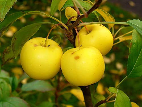 Holzapfel Malus sylvestris Pflanze 55-60cm Wildapfel Krabapfel Apfelbaum Apfel