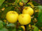 Holzapfel Malus sylvestris Pflanze 55-60cm Wildapfel Krabapfel Apfelbaum Apfel