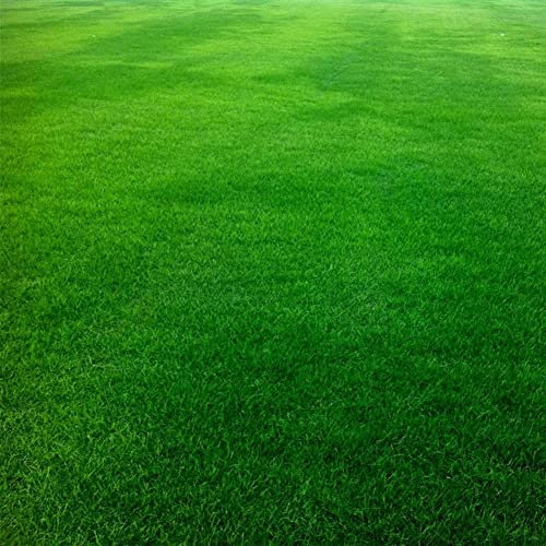 Haloppe 10000 Pz Festuca Arundinacea Piante Semi per la Piantagione del Giardino di Casa, Festuca Arundinacea Semi Campo da Calcio Campo da Golf Prato Erba Decor Semi
