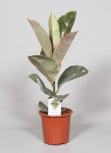 Ficus Elastica Tineke - Gummibaum - Zimmerpflanze - Ø17cm - 60cm