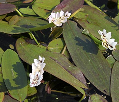 Wasserpflanzen Wolff - 4er-Set im Gratis-Pflanzkorb - Aponogeton distachyos - Afrikanische-Zweireihige Wasserähre - Schwimmblattpflanze, weiß - Klärpflanze - duftet!!