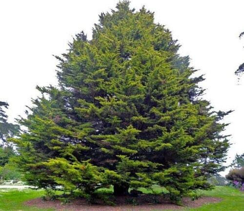 Monterey Cypress (Cupressus Macrocarpa) conifer - 30 Seeds.