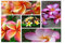 200 Stück Mix-Color Real Fresh Plumeria Rubra Semi di Fiori di Frangipane