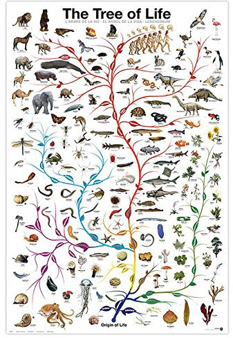 Close Up Lebensbaum Poster The Tree of Life (61 cm x 91,5 cm)