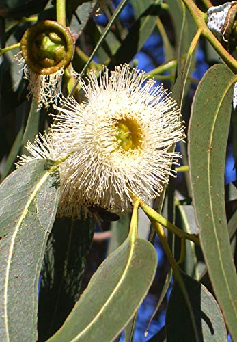 Seedeo® Zitronen-Eukalyptus (Eucalyptus citriodora) 200 Samen