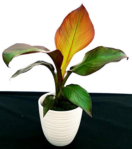 POWERS TO FLOWERS - BANANO, PIANTA DEL BANANO A FOGLIA ROSSA IN VASO CERAMICA BIANCO, pianta vera