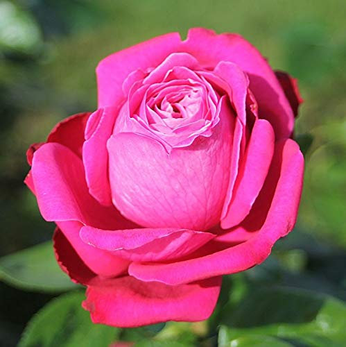 Edelrose 'Senteur Royale'®, violett-purpurfarbene, duftende Edelrose, wurzelnackt, winterhart, robust, mehrjährig, Qualität aus Müllers Baumschule, inkl. Pflanz- und Pflegeanleitung