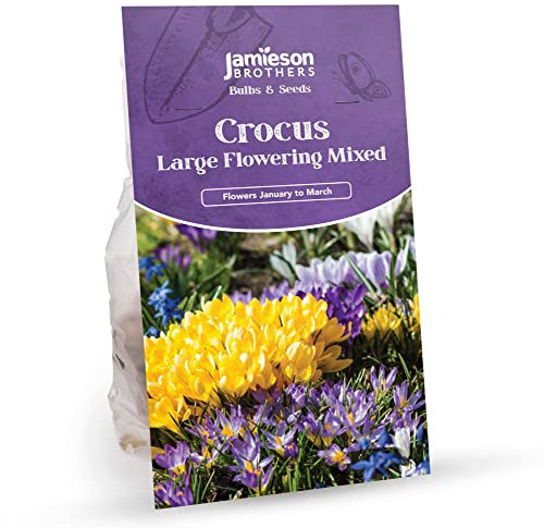 Crocus Bulbs - Large Flowering Mixed 60 Bulbs to Plant in Gardens, Borders & Flowerbeds – Bulk Spring Flower Bulbs Ideal for Adding Colour to Your Area - by Jamieson Brothers