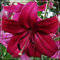 Lilienzwiebeln-Winterhart MehrjäHrig,Lilie Zimmerpflanze,Lilien Blumenzwiebeln,Lilien Pflanzen,Lilien Zwiebeln,Bonsai Pflanze,Einfache Wartung-5zwiebeln-a