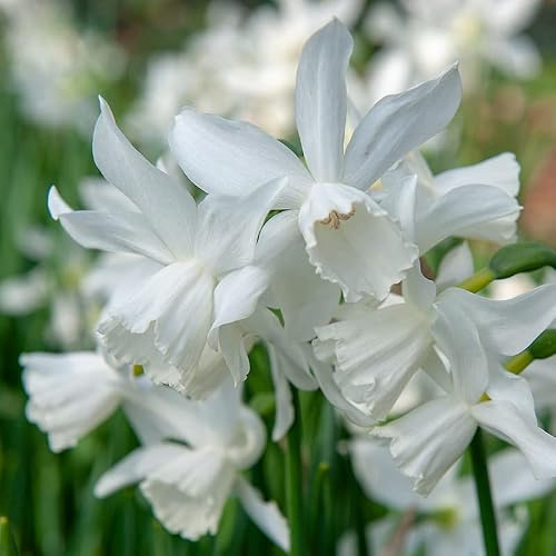 Großpackung Narzissen Thalia | 50 Stück | Blumenzwiebel | Schnittblume | Verwildernd | Topfpflanze | Geeignet für Kübel | Weiß | Großpackung | 100% Blütegarantie | QFB Gardening
