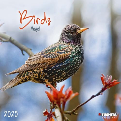 Birds 2025: Kalender 2025 (Wonderful World)